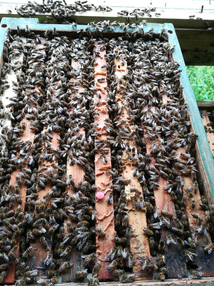 Bienenvölker auf 20 zander Rähmchen in Ursensollen