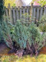 Pflanzen / Zypressen zu verkaufen Nordrhein-Westfalen - Borken Vorschau