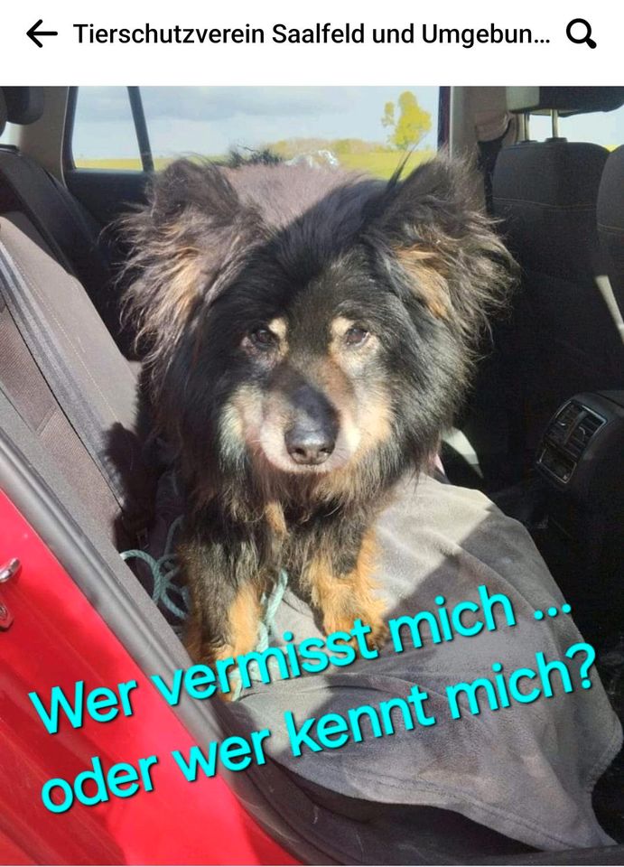 Hund bei Haufeld gefunden/ gesichert ... in Rudolstadt