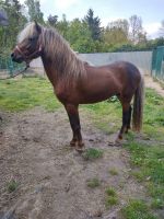 3 jähriger Classic Pony Hengst Brandenburg - Prenzlau Vorschau