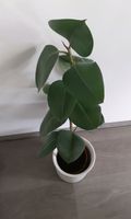 Gummibaum/Ficus Zimmerpflanze, Blume Höhe 83cm Kreis Pinneberg - Pinneberg Vorschau