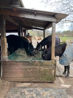 Sommerplatz Offenstall Stute (24/7 Fütterung) Schleswig-Holstein - Norderstedt Vorschau