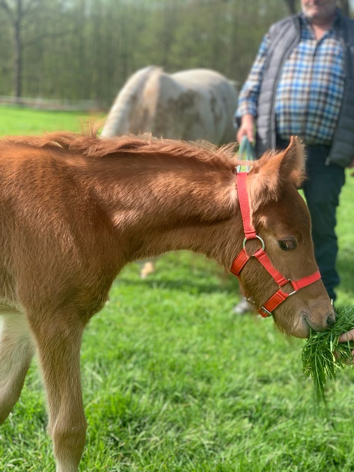 Deutsches Reitpony Fohlen Stutfohlen von Glück Auf A NRW *03/24 in Köln