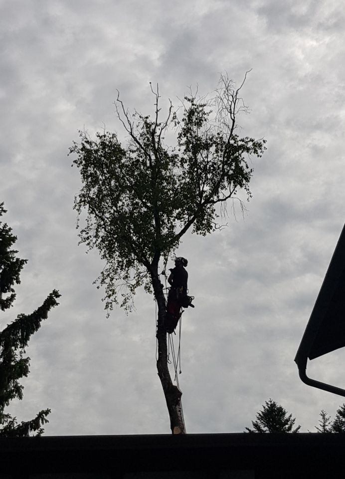 Baumfällung/ Baum Fällen/ Sturmschaden in München