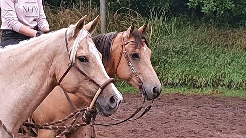 Westernreitabzeichen 4 und 3, 2, Sept./Okt. 2024 in Ahrensburg