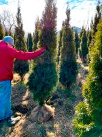 LEBENSBAUM THUJA SMARAGD BRABANT TOP HECKPFLANZEN Bayern - Eching (Kr Freising) Vorschau