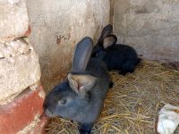 Junge Kaninchen Unstruttal - Urbach Vorschau
