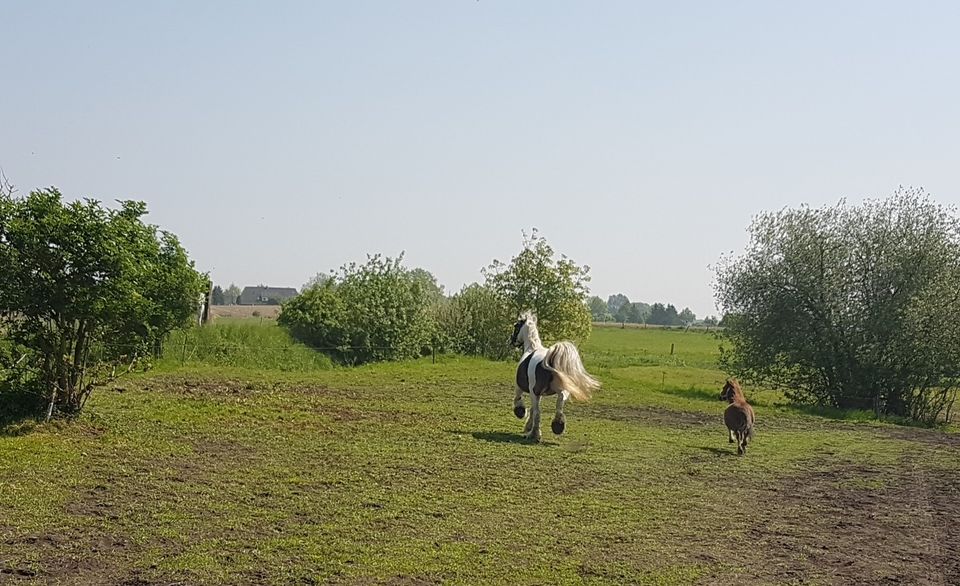 Katzenbetreuung,Hundebetreuung,Katzensitter,Gassi-Service in Selmsdorf