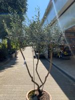 Olea europaea Bonsai Olivenbaum Nordrhein-Westfalen - Simmerath Vorschau