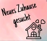 Erdgeschoßwohnung mit Garten für junge Rentner gesucht Nordrhein-Westfalen - Bocholt Vorschau