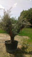 Olive solitär oder Bonsaiform - olea Europa Hessen - Dreieich Vorschau