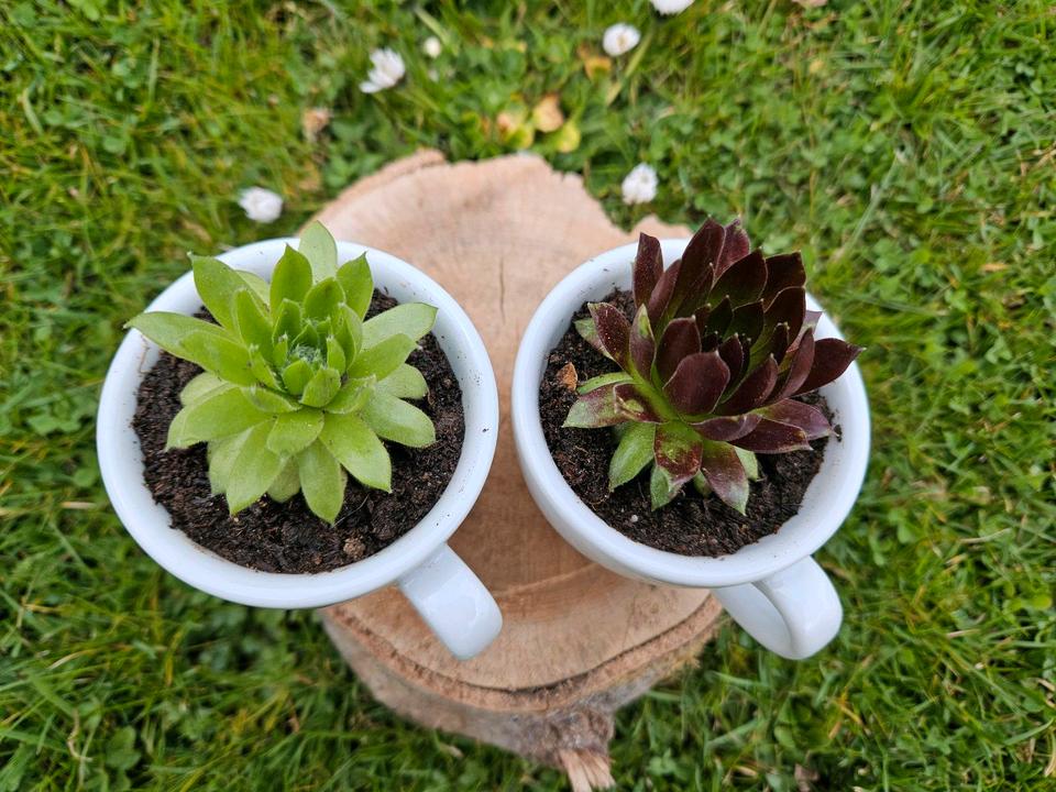 Sempervivum,  Hauswurz, Deko, Landhaus, Espressotasse, DIY in Meiningen