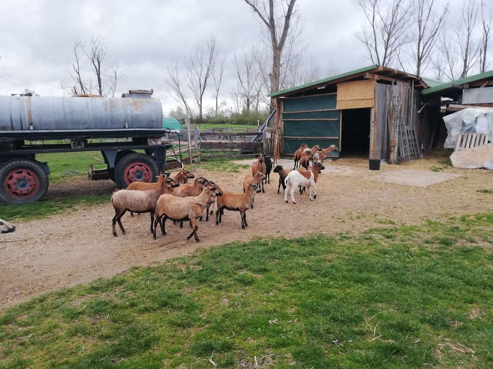 Biete Kamerun-Schaflämmer in Wallichen
