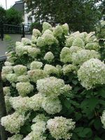 Rispenhortensie Hydrangea paniculata 'Grandiflora' 40-60cm Niedersachsen - Westerstede Vorschau