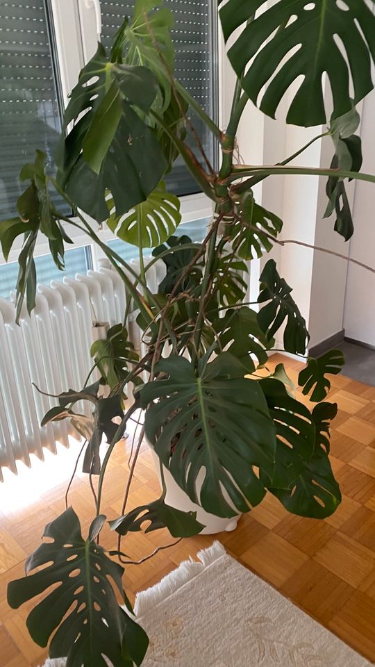 Monstera Philodendron Pflanze Large Zimmerpflanze ca.200 cm in Heusenstamm