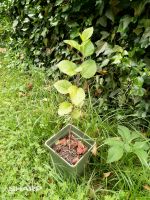 Apfel-Baum Darß - Zingst Vorschau