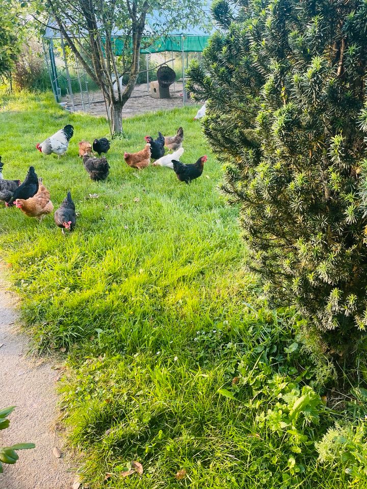 Frische Eier aus Hobbyhaltung in Rüthen