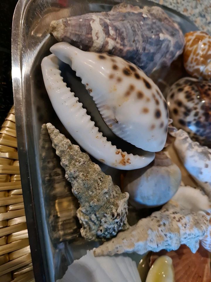 Muscheln (Deko od Aquarium) in Wiemersdorf