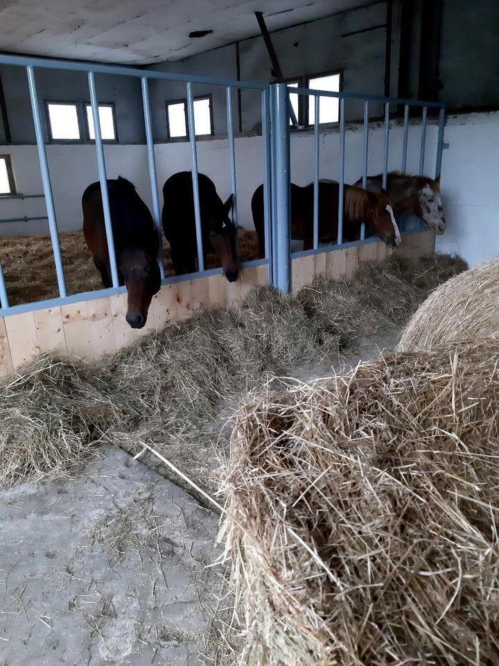 Freie Boxen in kleiner Stallgemeinschaft in Dahlen