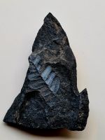 Ich Verkaufe einen Stein mit einem Fossil von einem Blatt Nordrhein-Westfalen - Herzebrock-Clarholz Vorschau