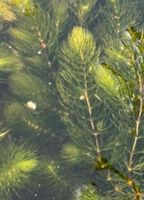 Hornkraut ☆ Teich ☆ Aquarium ☆ Wasserpflanze Niedersachsen - Wangerland Vorschau