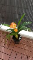 Zimmerpflanze blüht orange Dresden - Pieschen Vorschau