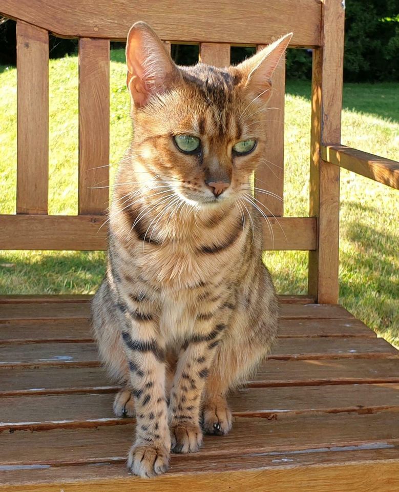 Bengal Katze vermisst - Belohnung! in Dresden
