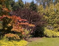 Bieten  Dienstleistungen im Garten und Landschaftsbau Dauerpflege Niedersachsen - Apen Vorschau