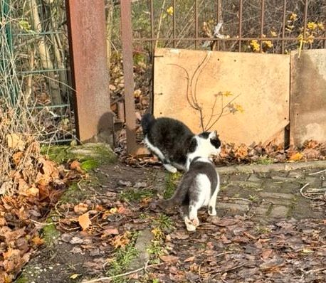 Entlaufene Katzen in Isseroda