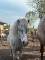 Pony Wallach Kinderpony shettland Brandenburg - Seelow Vorschau