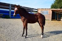 Quarter Horse Hengst Fohlen Sachsen-Anhalt - Mansfeld Vorschau