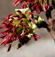 Eisenholzbaum Select 40-60cm - Parrotia persica Niedersachsen - Bad Zwischenahn Vorschau