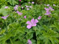 Geranium, Oxford-Storchschnabel, pflegeleicht, Beetpflanze,Staude Niedersachsen - Uelzen Vorschau