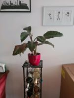 Philodendron Pflanze ohne Übertopf München - Berg-am-Laim Vorschau