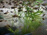 AKTION SALE  30 Guppies Guppy für 45 Euro Nordrhein-Westfalen - Oberhausen Vorschau