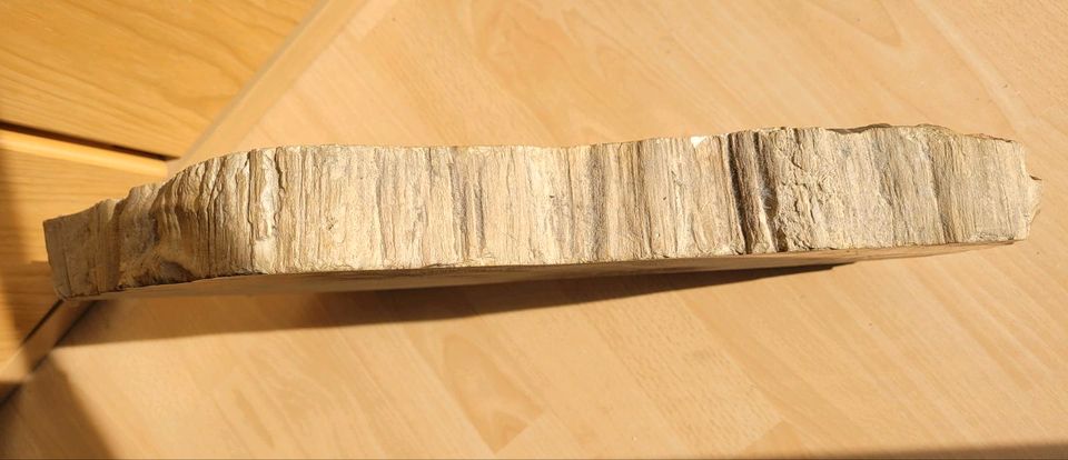 Große Scheibe versteinertes Holz, 16 kg fossiles Holz in Oberursel (Taunus)