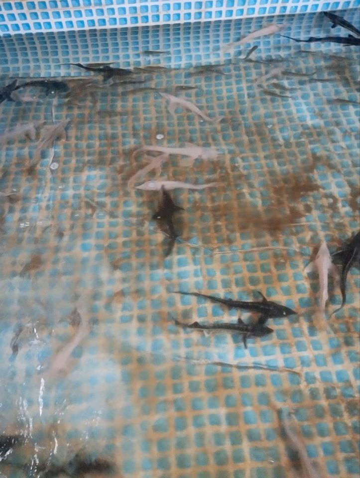 Störe, Teichfische Besatzfische Gartenteich in Gieboldehausen