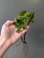 Syngonium Batik Nordrhein-Westfalen - Königswinter Vorschau