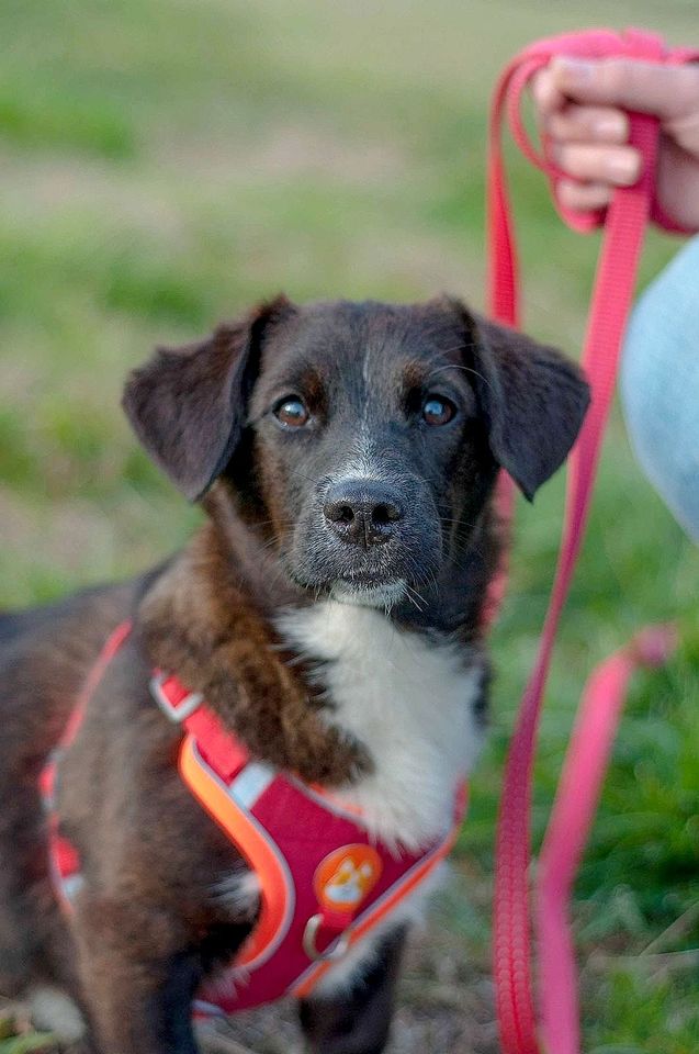 Tierschutz - junges Mädchen Bibi sucht ein Zuhause in Düsseldorf