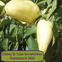 NEUE ERNTE 2023 Corno di Toro Paprika 15 Samen aus Bio Anbau Hessen - Borken Vorschau