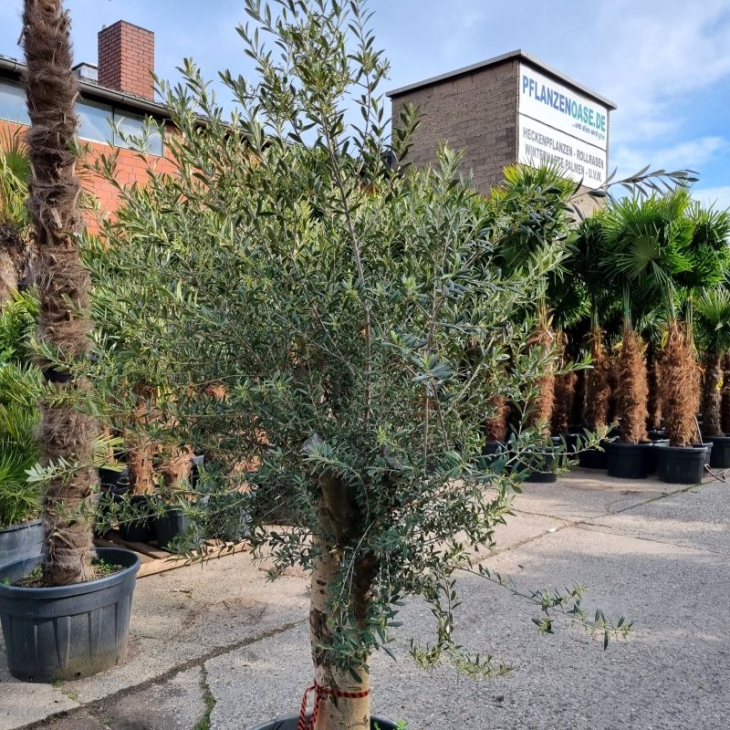 Olivenbaum Olea Europaea (Nr.29) 44cm Stammu. Verzweigt +/-220cm in Oberhausen