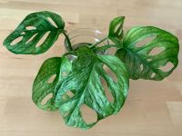 Monstera adansonii Mint Europe bewurzelte Stecklinge Brandenburg - Lübben Vorschau