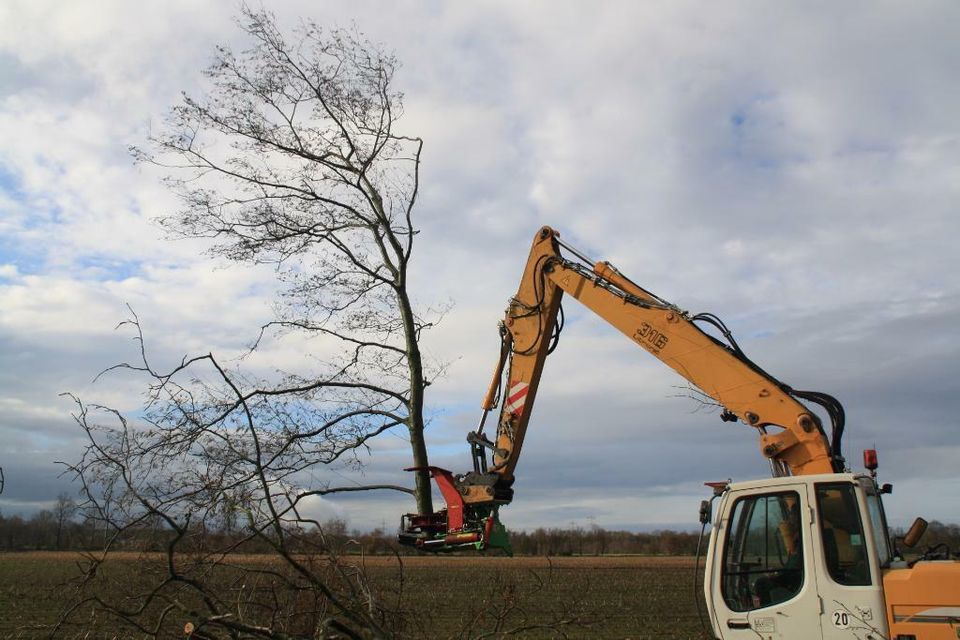 Fällgreifer, Baumschere, Energieholzernte, Bagger, HBS 300 in Roßbach