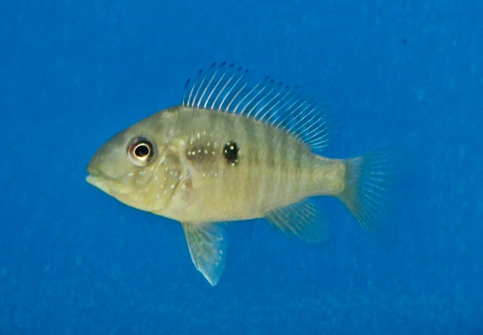 Gymnogeophagus balzanii, Ballonkopf-Erdfresser in Rügland