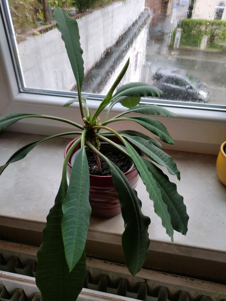 Euphorbia lophogona / Springpalme in Coburg