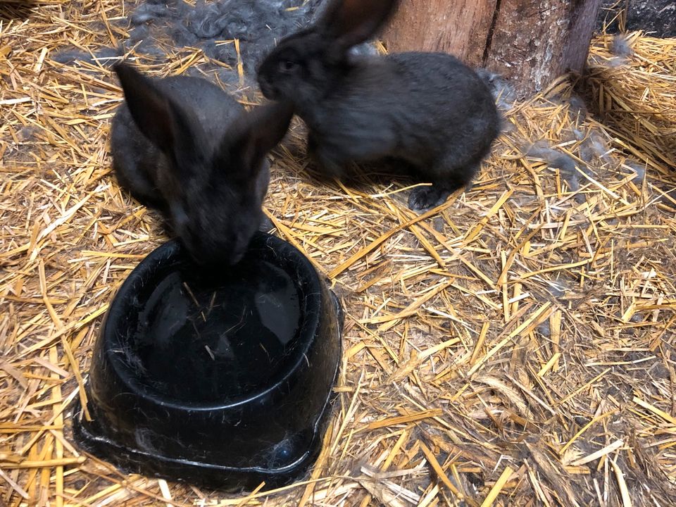 Deutsche Riesen Hasen Kaninchen Babys in Kührstedt