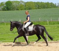 Reitpony Wallach aus 2018, 150 cm Stm Mecklenburg-Vorpommern - Poseritz Vorschau