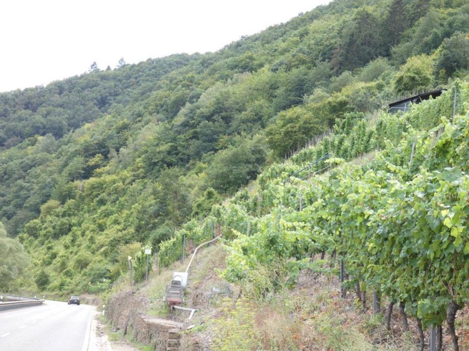 Zwei vertragsfreie Waldflächen nahe der Mosel angrenzend an Weinb in Bruttig-Fankel