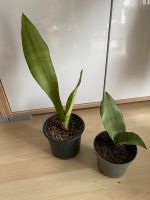 Sansevieria trifasciata „Moonshine“-Bogenhanf Bayern - Straubing Vorschau