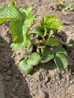 Erdbeeren pflanzen Schleswig-Holstein - Itzehoe Vorschau